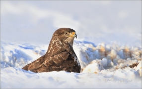 <p>KÁŇĚ LESNÍ (Buteo buteo) </p>